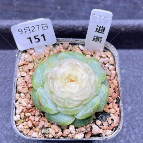 巫拉拉逍遥定向繁殖一物一拍