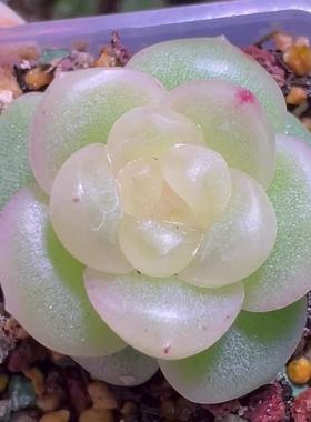 多肉 云袖 主图清音母本定向繁殖 包品种 一物一拍