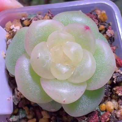 多肉云袖主图母本定向繁殖