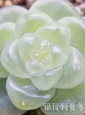 旺财1971 主图银行狗母本定繁 蜗牛大叔财富密码多肉