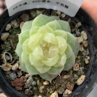 蜗牛大叔泼天的富贵 主图1号母本定向繁殖 一物一拍 多肉泼富