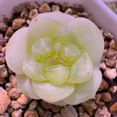 雪莓甜心暮暮母本定繁多肉