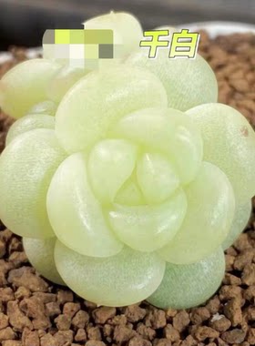 千白主图飘飘母本定繁多肉