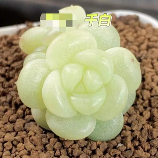 千白 主图飘飘母本定繁 一物一拍多肉