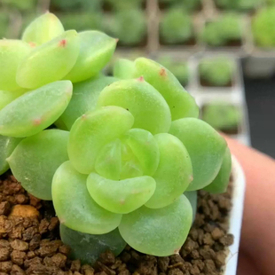 香菜珍妮 花意匠25年春季新品 主图母本定繁 一物一拍多肉