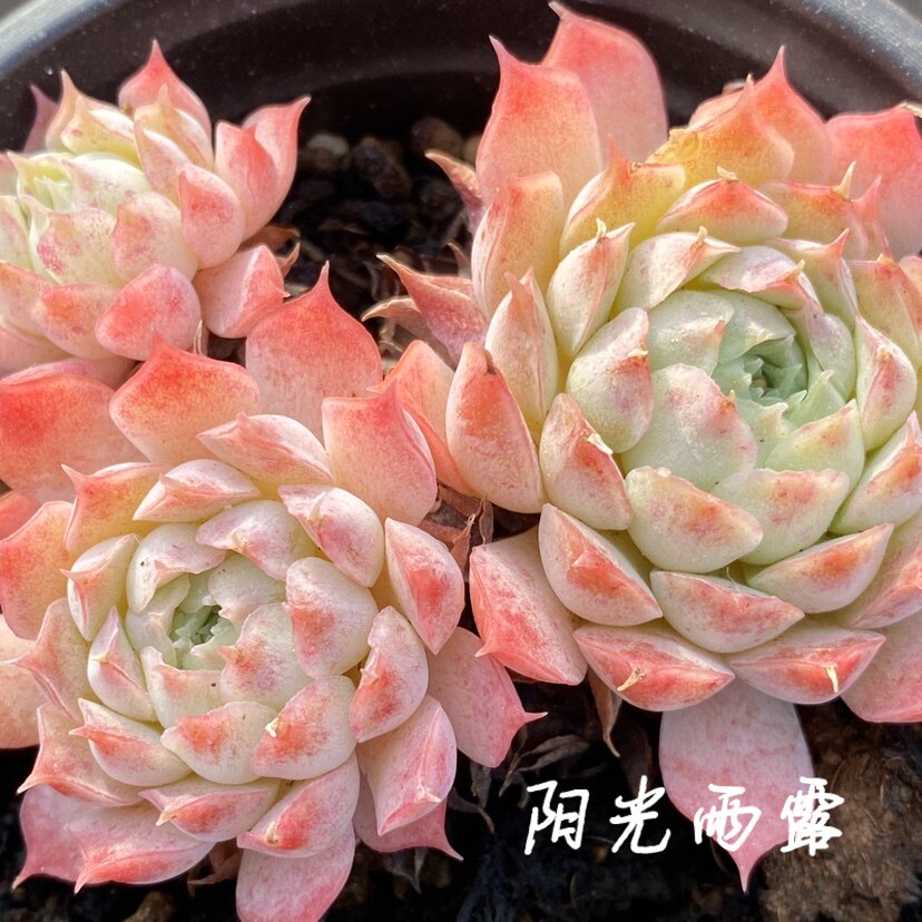 仙桃 西府海棠多肉 朱砂痣 多肉植物 一物一拍 阳光雨露多肉
