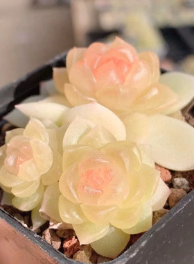 花陌派碧琉璃定向繁殖