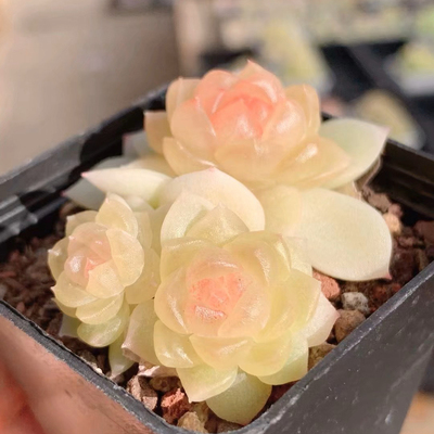 花陌派碧琉璃定向繁殖