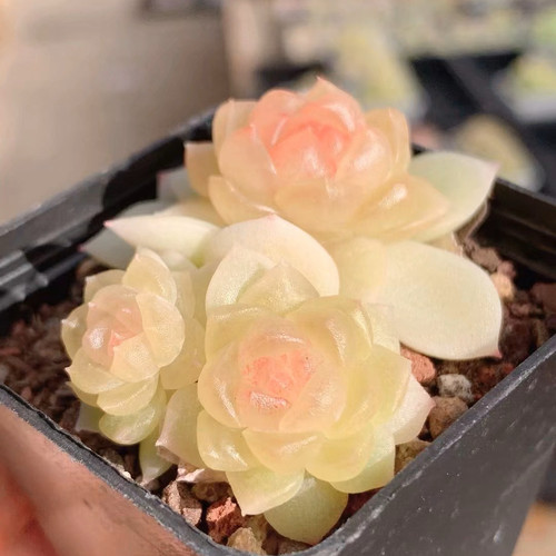 花陌派碧琉璃定向繁殖