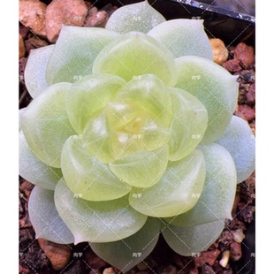 财富密码 蜗牛大叔 青杉 一物一拍 多肉 定向繁殖 向宇新品