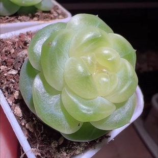 糖心鸡蛋-云端 鸡蛋姐新品 定向繁殖 一物一拍多肉