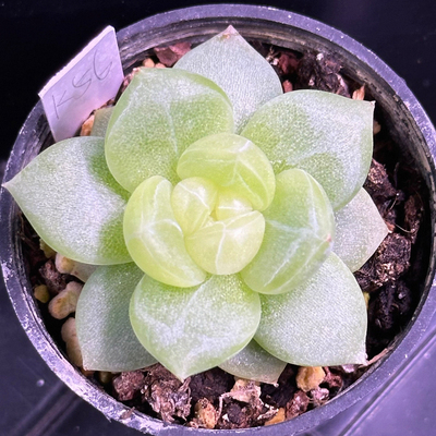 可达鸭K56定向繁殖多肉