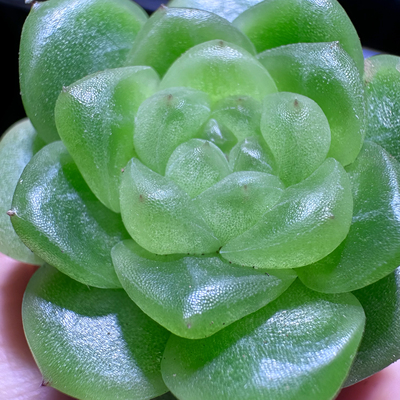 珍妮孤灯主图母本定繁多肉