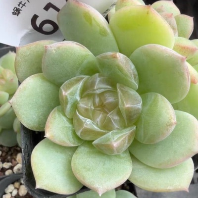 蜗牛大叔新品4274定向繁殖多肉