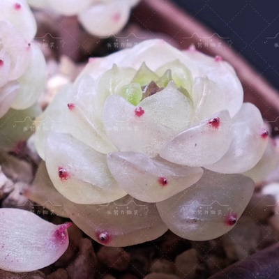 玉容主图母本定繁多肉