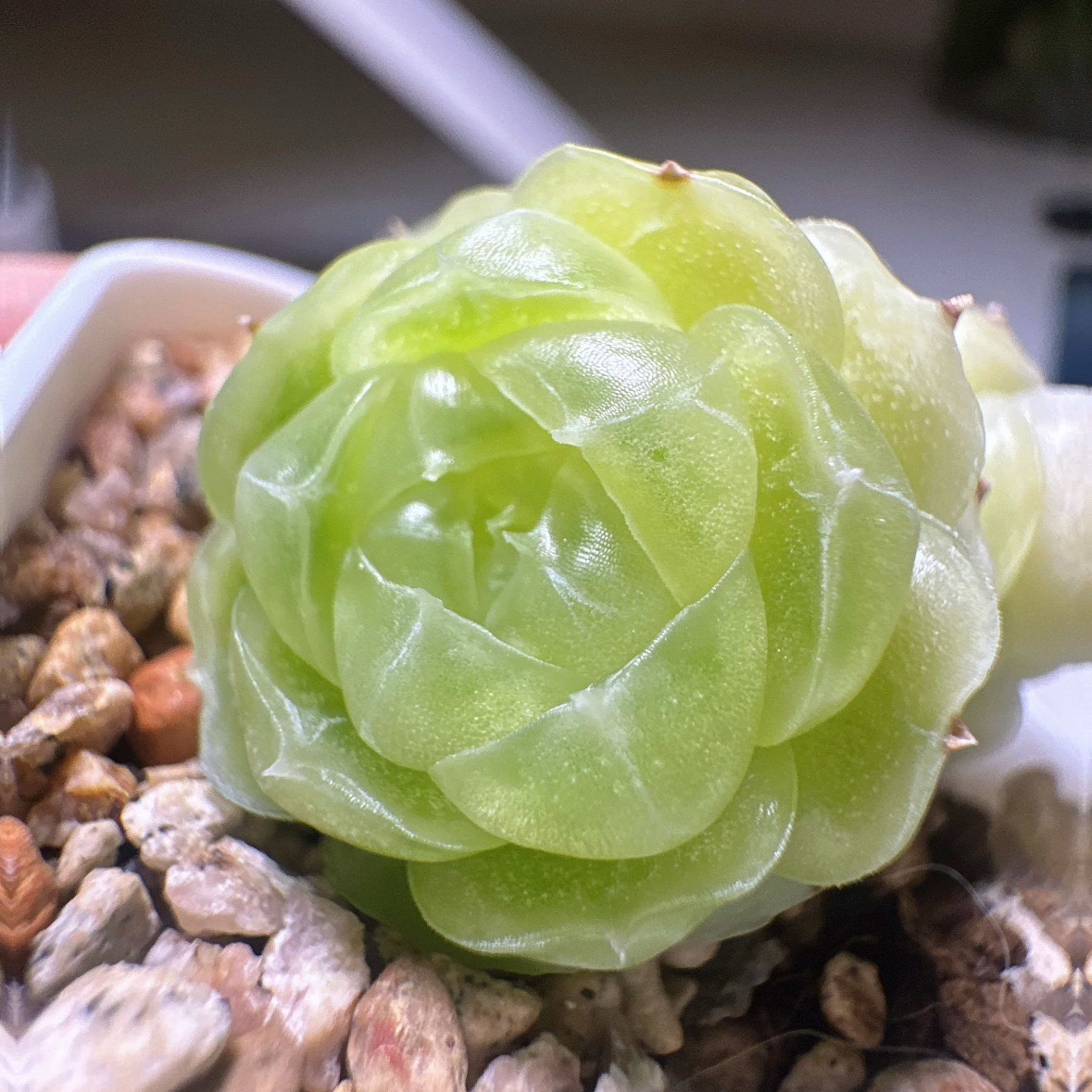 花陌编号麦秆-玥玥23-2 定向繁殖 一物一拍多肉