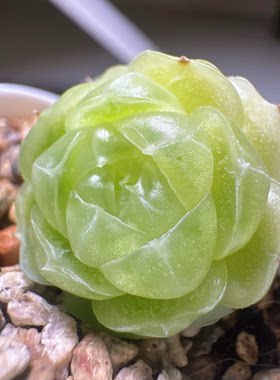 花陌编号麦秆多肉-玥玥23-2