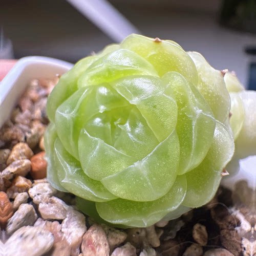 花陌编号麦秆多肉-玥玥23-2