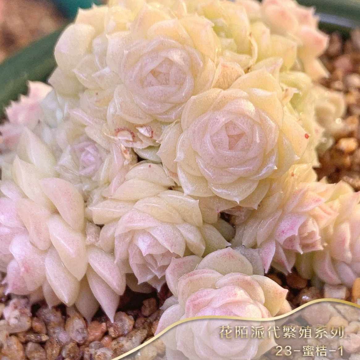 花陌派编号代繁殖麦秆蜜桔23-1