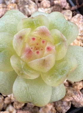 花陌新品-珍珠定向繁殖多肉