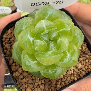 呱唧呱唧3001猕猴桃珍妮 一物一拍多肉 定向繁殖