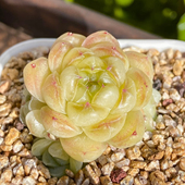 云朵23 珍妮款 花陌派新品 定向繁殖 一物一拍多肉