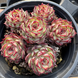 小圆球老桩群生 姬莲系多肉植物 一物一拍 阳光雨露多肉