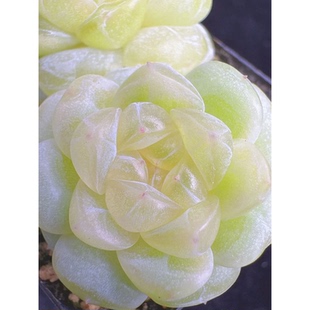 巫拉拉新品-冰卿 定向繁殖 一物一拍多肉