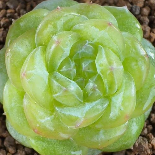 呱唧呱唧新品-呦鸣定向繁殖多肉