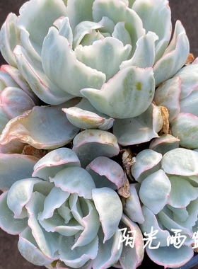 伯克利锦   多肉植物   一物一拍