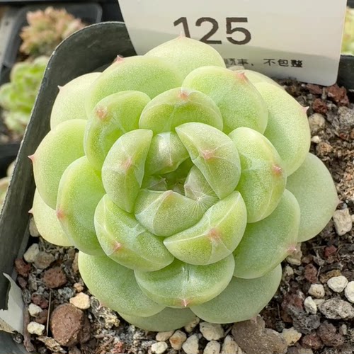 蜗牛大叔新品227定向繁殖多肉