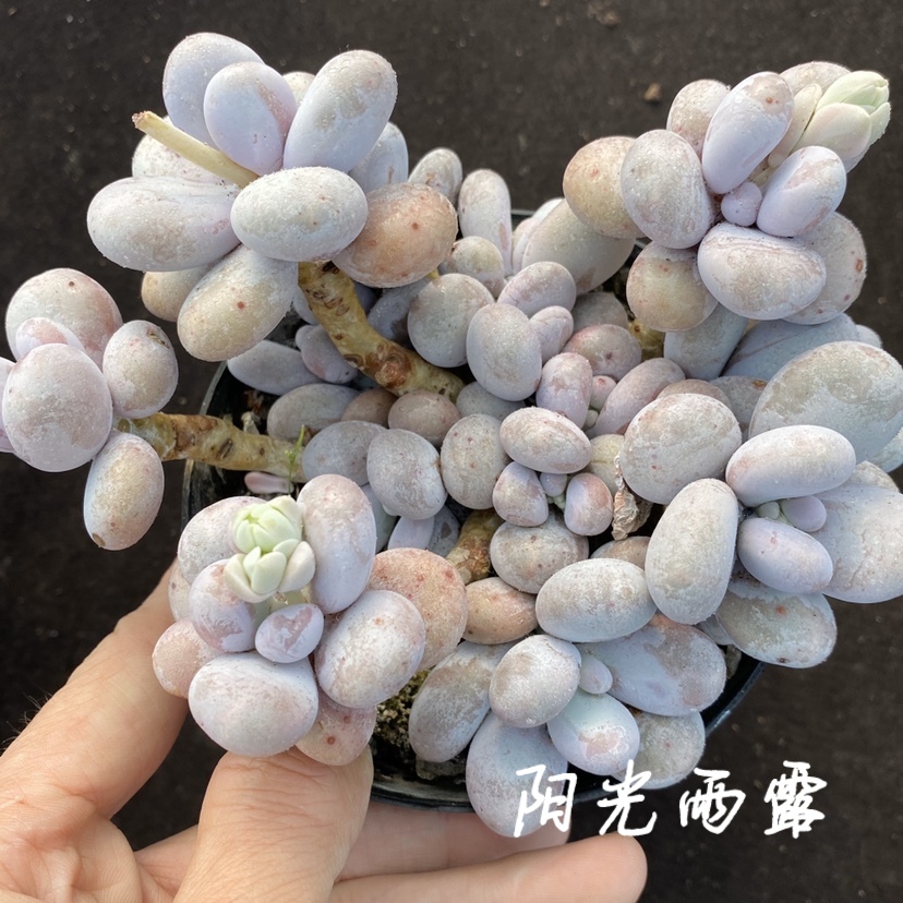 奶酪大群老桩一物一拍多肉植物 阳光雨露多肉 鲜花速递/花卉仿真/绿植园艺 多肉植物 原图主图