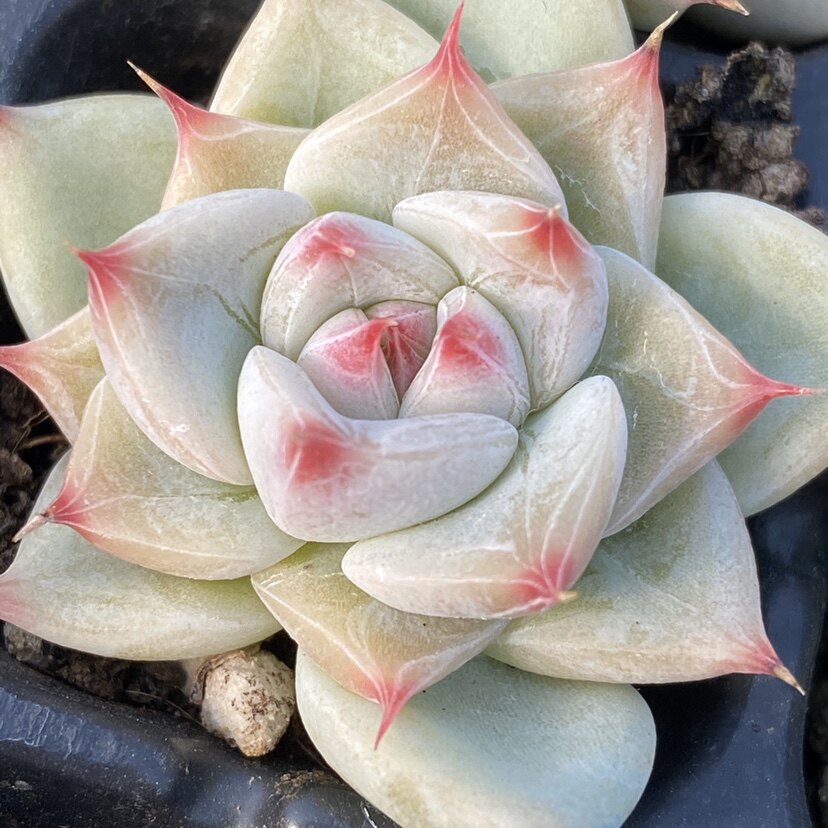 天空之城 多肉植物 一物一拍