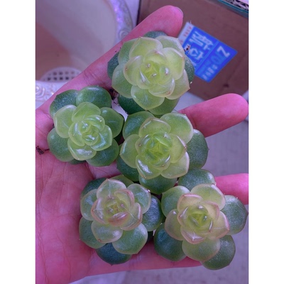 卡拉米珍妮卡拉米A定繁多肉