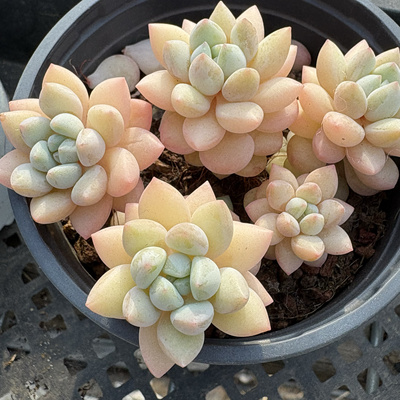 玉珠泡泡多肉植物一物一拍