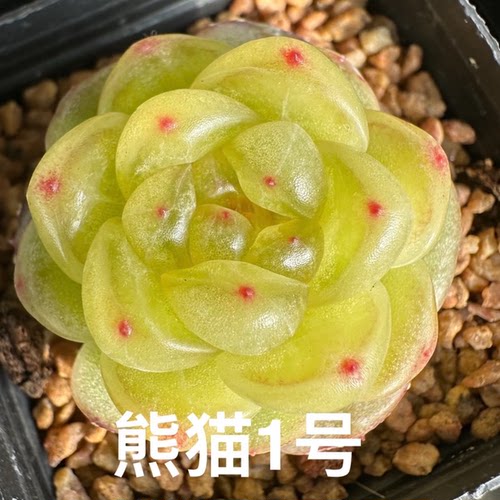 熊猫1号熊猫多肉2026新品