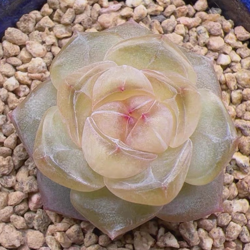 多肉觅翎主图母本定繁