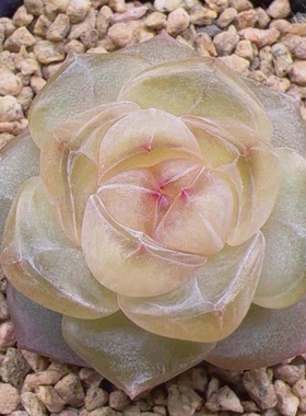 多肉 觅翎 主图母本定繁 化水色超透糖心甜心多肉 一物一拍