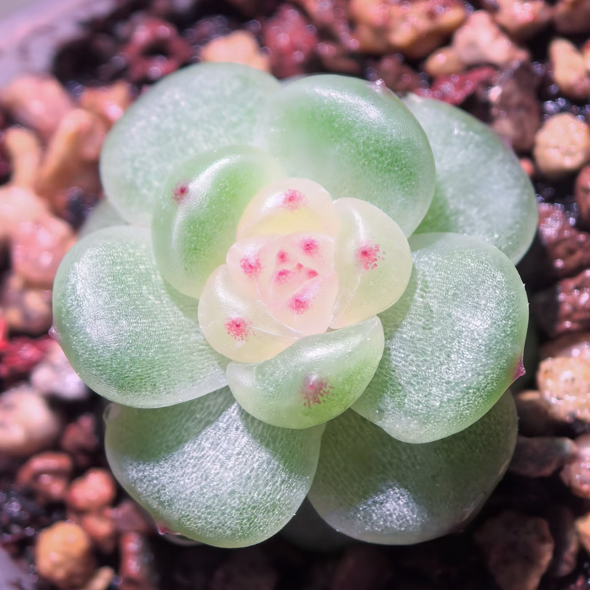 小茉莉 主图银行狗母本定繁 一物一拍多肉