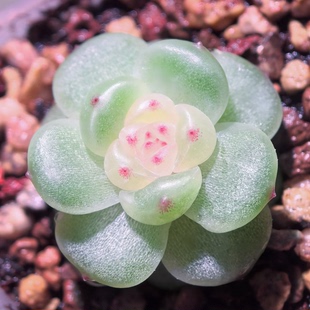 小茉莉 主图银行狗母本定繁 一物一拍多肉