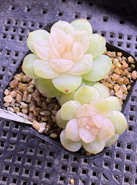 巫拉拉2025新品闪灵 主图母本定繁 一物一拍多肉