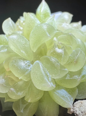 CF35 主图荼靡母本定繁 一物一拍 蜗牛大叔财富密码多肉