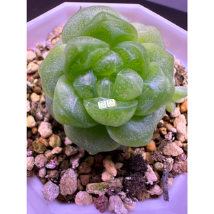 蜗牛大叔的孤品 圈圈自有个体定繁  跟缴玉同一天购买 编号孤品3