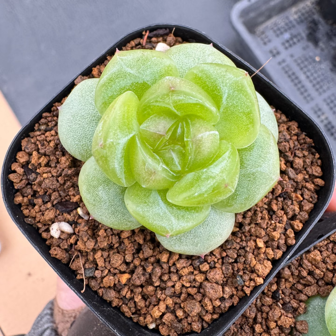 呱唧呱唧3006青芒果 定向繁殖 一物一拍多肉