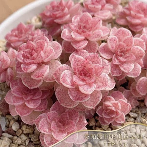 花陌派编号麦秆ttp-73
