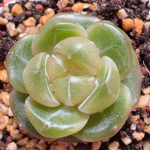 秘宝 主图母本定繁 一物一拍多肉