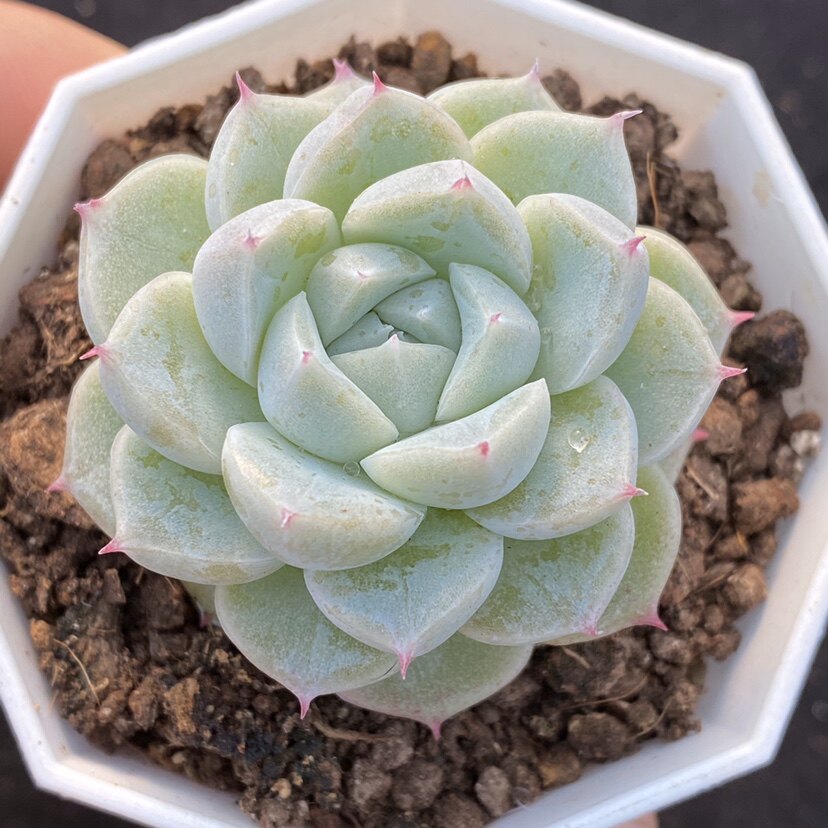 冰山来客 多肉植物 一物一拍 阳光雨露多肉