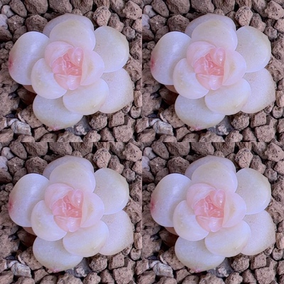 白糖罂主图母本定向繁殖多肉