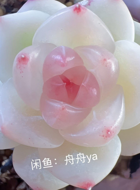 多肉 小夭 主图舟舟母本定繁 一物一拍 包品种
