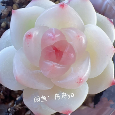 小夭主图舟舟母本定繁